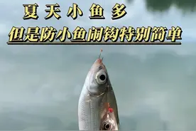 夏天小鱼多，防小鱼闹钩的底层逻辑 #钓鱼的乐趣只有钓鱼人懂 其实夏天防小鱼闹钩特别简单#原来钓鱼才是抖音运动顶流 #抖音钓鱼人
