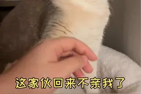 962464是什么意思呀#谁能拒绝傻憨憨的小猫咪 #萌宠帮铲屎官总结2024 #抖in萌宠计划