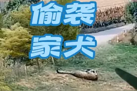 花豹偷袭看家犬，看到最后#花豹袭击家犬 #花豹出没 #猛兽出没视频封面