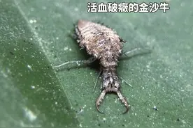 小时候抓过的“地牯牛”，竟然是中药？ 地牯牛是脉翅目蚁蛉科昆虫黄足蚁蛉的幼虫，成虫体长约32mm，翅展73mm，形似蜻蜓，幼虫体6-18mm，形似蜘蛛，头部具钳状颚，栖息于干燥砂地中，通过构建漏斗状陷阱捕食小昆虫。#万物皆可种草#夏梦逐浪 #自然奇境科普季 #自然万物都是宝#地牯牛