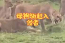 面对入侵者狮王不战而退，母狮奋力反击，#野生动物零距离 #动物的迷惑行为视频封面