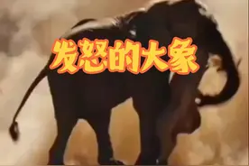 大象彻底被激怒暴揍雄狮#野生动物零距离 #动物的迷惑行为  #内容启发搜索视频封面