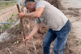 大铁锨一轮，汗流浃背也是享受 #劳动#劳动者是最美的人 #劳动人民的智慧 #幸福 #花卉绿植视频封面