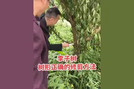 错误修剪的李子树，树形改造方法。#金氏李子省力化管理技术 #金氏李子懒人管理技术 #金氏李子光杆杆修剪技术视频封面