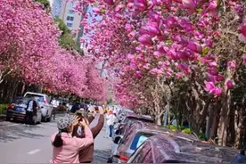 西安市高新一路玉兰花盛放，形成了一道靓丽的风景线，去年错过的朋友今年一定早点去打卡哦！#把生活调回春天的频道 #西安春天赏花攻略 #好看的花一定要分享给你 #有一种春光叫玉兰花开视频封面