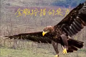 天花板级别的金雕狩猎到底有多厉害#动物的迷惑行为 #金雕 #看动物世界品百味人生 #野生动物零距离