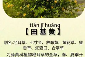 田基黄，又名护干将军……#植物科普 #你的家乡有这种植物吗 #一日一植物 #大自然的馈赠 #大自然的馈赠