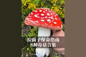 一朵致命！ 8种伪装大师毒蘑菇，第8种连小区草地都会出！蘑菇季保命指南！#科普一下#捡菌子#云南菌子 #毒蘑菇 #内容启发搜索视频封面