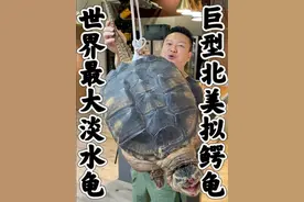 世界上最古老最大的淡水龟之一，巨型北美鳄龟。做贵阳铁签小烤肉和真龟苓膏，尝尝味道如何。#美食#测评#海鲜