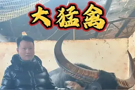 亚太大猛禽，曾经贵州最高奖金的获得者，亚太斗牛军团以66万8的高价引进的一头大胸围牛王，代表亚太斗牛军团获得了金海斗牛城首届四不限比赛的冠军，5月4号它将会出战亚太首届小香葱杯牛王争霸赛四不限比赛，也是它在云南的首次出场，大家觉得它能否在主场守住冠军🏆？我们拭目以待。。。#斗牛爱好者一路长虹 #民族斗牛文化 #牛王争霸赛视频封面