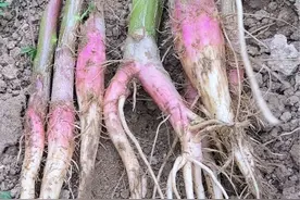 见过刺苋菜吗？带刺的茎，红色的根，农村人在河边挖采它 #植物科普 #三农视频封面