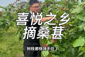 摘桑葚的季节到了，周末快约上朋友 一起来东坑喜悦之乡摘桑葚#桑葚 #新鲜采摘 #周末去哪玩 #东坑  #采摘园视频封面