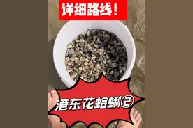 港东花蛤蜊一挖一麻袋,保姆级路线分享,赶快出发吧！#赶海 #挖蛤蜊 #大海的馈赠 #今天的收获视频封面