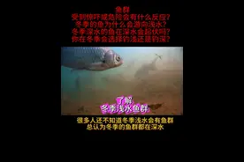 冬季鲫鱼天冷后不一定全在深水，原来冬季白天鱼更喜欢游向浅水 #了解冬季鲫鱼 #冬季鲫鱼在深水还是浅水#了解鲫鱼 #户外贾鹏 #冬季鱼群 #了解冬季鱼