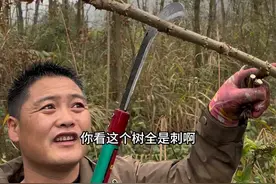 我的小菜一个一个的掰得真过瘾，就是雨下大了，不然就满筐了#纯天然绿色蔬菜 #刺嫩芽 #山野菜 #我的乡村生活 #记录真实生活视频封面
