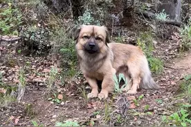 谁懂啊找松茸的秘籍是养只狗狗，今日松茸kpI：全靠憨包超额完成✅ #原创视频  #菌犬#松茸#野生菌 #伙伴计划