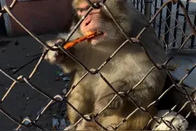 这猴子不吃香蕉就喜欢吃大肉串 #猴子 #动物园猴子 #吃货