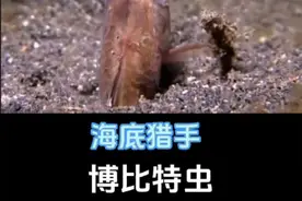 博比特虫#抖音生物科普 #博比特虫 #捕食瞬间 #热点小助手西安下雪了