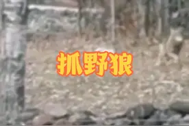 闯入村庄的野狼被坎高犬当场制服#国外合法狩猎 #野生动物零距离 #内容启发搜索