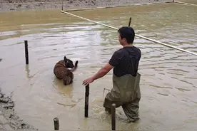 放水抓甲鱼，绕塘2圈只抓到一只，啥情况，真的跑光了？ #养殖