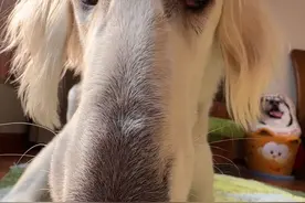 宠物摄影师抓拍了一只细狗妹妹，照片居然那么好看！ #诚实一口狗粮#万物可爱计划 #宅家治愈记