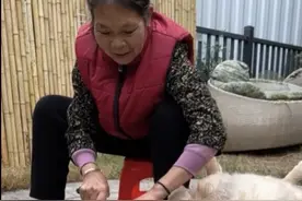 全网最能睡的狗，无论何时何地都能睡得四仰八叉，人称狗界睡神 #金毛 #狗狗 #家有傻狗 #狗睡觉 #不养狗不知道养狗的乐趣