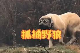狡猾的野狼与牧羊人博弈的精彩画面，g#内容启发搜索 #国外合法狩猎 #野生动物零距离