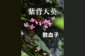 古人为何称它“散血子”？紫背天葵的名字又是怎么来的呢？ 紫背天葵为秋海棠科秋海棠属多年生无茎草本植物，又名天葵、散血子。#万物皆可种草#紫背天葵#散血子