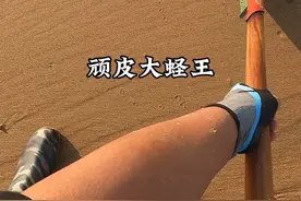 顽皮大蛏王 #赶海 #新农人计划2025