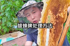 工产蜂雄蜂脾 怎么快速处理，保证蜜蜂不逃跑。#养蜂技术分享