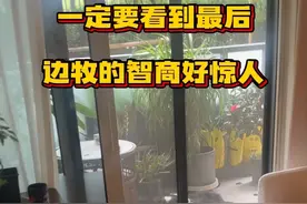 边牧真的不是狗！ 我合理怀疑它是人！#边牧  #边牧的智商  #边牧智商有多高  #狗狗  #一定要看到结尾