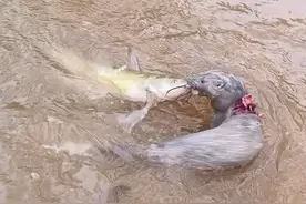 冬天宠物貂抓清澈见底的野河抓鱼，杂草堆就是鱼窝