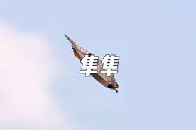 游隼——世界上速度最快的鸟#动物世界 #神奇动物在抖音 #游隼