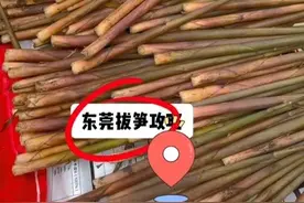 东莞大岭山拔笋攻略，导航自然湾区学校，按视频即可找到 #大自然的馈赠 #大山里的味道 #拔竹笋 #真实户外