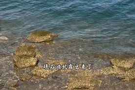 这里不是山东青岛这是塘沽，在塘沽你见过这么干净的海吗，塘沽第一赶海地，货多，人少一个字绝#赶海人 #赶海地方推荐 #东疆港亲海公园 #赶海人 #天津适合赶海的地方有哪些视频封面