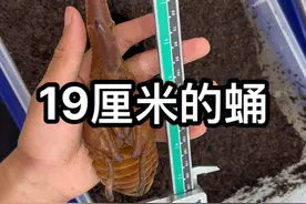 繁殖的长戟大兜快羽化啦！19厘米的蛹长看羽化出来能不能上17厘米#爬宠 #异宠 #长戟大兜虫 #大兜虫 #爬宠日常