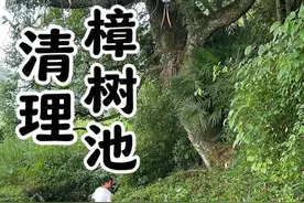 清理樟树池 村里有棵古樟树，古樟树下有个洗衣池，以前有阿姨经常清理，年初阿姨走了，没想到半年不到杂草重生了。离家不远，老婆偶尔会来这洗衣服，过路的也会经常停下来洗洗，今天花了点时间，把周围的杂草和垃圾清理了下，顺带把十几年未见天日的小溪流也清理出来。 #我的乡村生活 #新农人计划2025 #跟着辉哥干三农 #乡村振兴 #乡村守护人