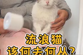 救助的流浪猫该何去何从？小七不知道怎么办了… #自驾游中国 #流浪猫救助视频封面