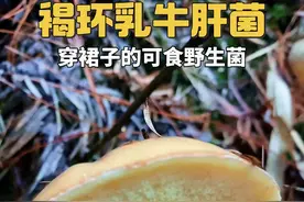 褐环乳牛肝菌 穿裙子的可食野生菌#捡菌子的乐趣 #创作者中心 #创作灵感 #科普 #野生菌视频封面