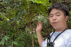 农村人一定要认识这个 在西南地区只要是在农村 基本上都能看到这种植物十大功劳 它不仅是观赏植物 也是非常名贵的中药材别名 土黄连 十大功劳功在千秋  千年文化它留下太多墨迹#我的乡村生活 #科普 #我的农村生活 #中药材#植物科普