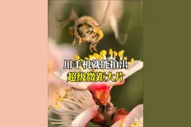 别光拍花了，是时候解锁你镜头下的微观星球～评论区坐等你的大片 #超级微距 #微距摄影 #手机拍摄技巧 #华为 #原生鸿蒙强得飞起 @DOU+小助手视频封面