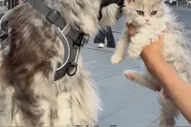 灰猫警长情绪稳定出圈，三花三花小猫猫它真的心动了#长沙网红猫皮卡丘视频封面