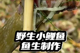 野生小鲤鱼鱼生制作，鱼尾嘎嘎脆！#我想吃鱼了 #原来鱼才是硬通货 #活鱼现杀 #鱼生 #真材实料才能做出好味道