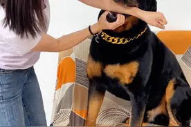 母老虎打完狂犬疫苗后更嚣张了，把一坨都整懵了 #罗威纳一坨