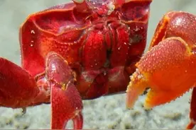 蟹老板红色幽灵蟹 又叫角眼沙蟹，还没熟就通红的，不知道熟了是什么颜色#自然奇境科普季 #春日盛放#沙蟹 #萌宠视频封面