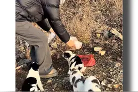 五只流浪狗的后续来了 因为网络的力量 这些小狗在今天下午全部都被领回家了  第一只和第二只小狗都被刷到上个视频的好心人领走 第三只小狗是路边的一个过路人领走 第四只小狗被我朋友收养（这两天暂放我家） 第五只小狗被我带回家养着了  感谢各位网友的关心 每个生命都值得被善待#普通的一天 #流浪狗 #每个生命都值得被善待 #小狗