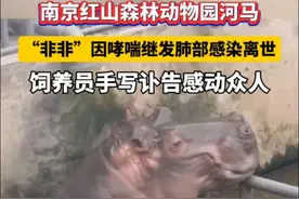 “‘非非’ 出生于1997年，1998年红山开园之初就在这里。他与‘津津’成功哺育10只河马宝宝……”近日，南京市红山森林动物园的河马“非非”因哮喘继发肺部感染离世，饲养员为它手写讣告，回忆点点滴滴，真诚的文字打动众人。#红山动物园为离世河马手写讣告视频封面