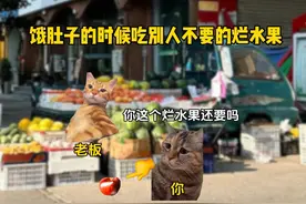 不放弃！黎明终将会到来 #猫meme #励志 #内容太过真实