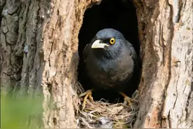 八哥繁殖期#八哥鸟 #手养鸟 #会说话的鸟 #八哥鸟爱好者 #金领冠时来孕转视频封面