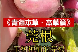 你们可能还会想到一种植物，叫洋蔓菁，它的名字叫球茎甘蓝（学名：Brassica oleracea var.gongylodesL.），别名介三头、擘蓝，十字花科芸薹属植物。在玉树看到莞根，一直以为是萝卜，基本有小园的地方都会种植一些，后面本地人说这是“芫根”。新疆有些地方也有种植，叫“恰玛古”，用来炖羊肉。还有芫、莞、芜这三个字容易混淆。#植物科普 #你的家乡有这种植物吗 #芫根恰玛古莞根 #药用植物 #高原植物科普